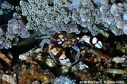 Lissocarcinus orbicularis-Lembeh Trikora-24m-20241012-da-DSC_4241_tn